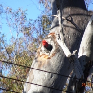 Callocephalon fimbriatum at Deakin, ACT - suppressed