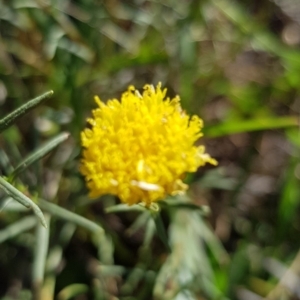 Rutidosis leptorhynchoides at Yarralumla, ACT - 27 Dec 2018