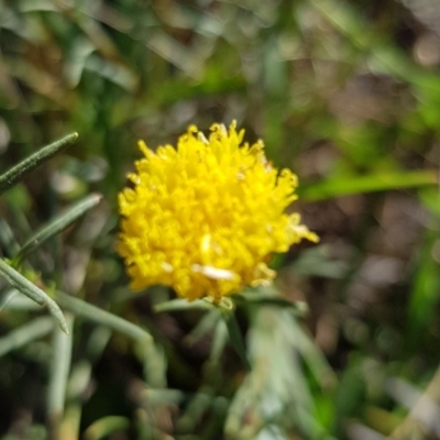 Rutidosis leptorhynchoides (Button Wrinklewort) at Stirling Park - 27 Dec 2018 by jpittock