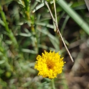 Rutidosis leptorhynchoides at Yarralumla, ACT - 27 Dec 2018