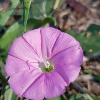 Convolvulus angustissimus subsp. angustissimus (Australian Bindweed) at Yarralumla, ACT - 27 Dec 2018 by jpittock