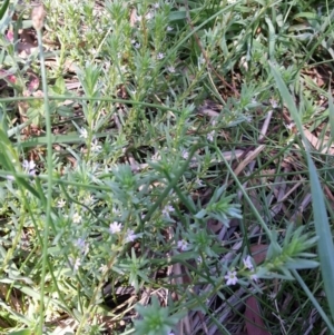 Lythrum hyssopifolia at Hackett, ACT - 27 Dec 2018 11:22 AM