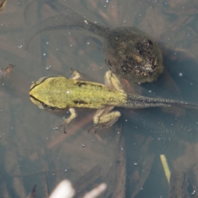 Litoria verreauxii verreauxii (Whistling Tree-frog) at Namadgi National Park - 1 Dec 2018 by SWishart