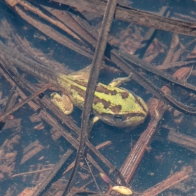 Litoria verreauxii verreauxii (Whistling Tree-frog) at Namadgi National Park - 1 Dec 2018 by SWishart