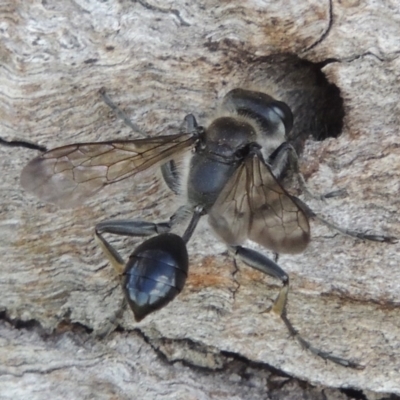 Isodontia sp. (genus) (Unidentified Grass-carrying wasp) at Urambi Hills - 26 Dec 2018 by michaelb