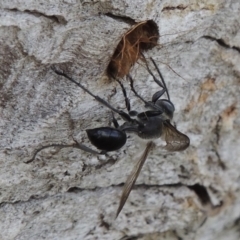 Isodontia sp. (genus) at Tuggeranong DC, ACT - 26 Dec 2018