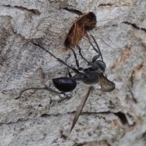 Isodontia sp. (genus) at Tuggeranong DC, ACT - 26 Dec 2018 05:34 PM