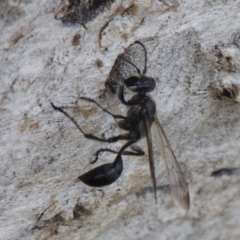 Isodontia sp. (genus) at Tuggeranong DC, ACT - 26 Dec 2018 05:34 PM