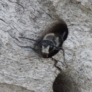 Isodontia sp. (genus) at Tuggeranong DC, ACT - 26 Dec 2018 05:34 PM