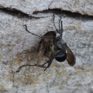 Isodontia sp. (genus) at Tuggeranong DC, ACT - 26 Dec 2018