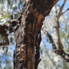 Papyrius nitidus (Shining Coconut Ant) at Red Hill, ACT - 24 Dec 2018 by JackyF