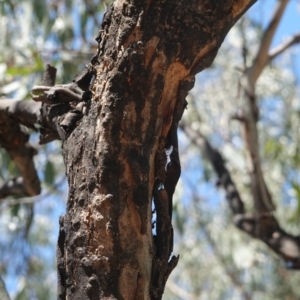 Papyrius nitidus at Red Hill, ACT - 24 Dec 2018