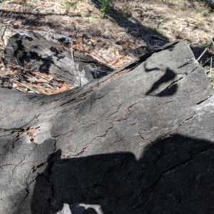 Papyrius nitidus at Red Hill, ACT - suppressed