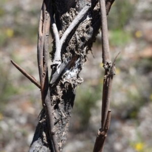 Papyrius nitidus at Red Hill, ACT - suppressed