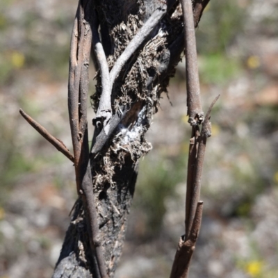 Papyrius nitidus (Shining Coconut Ant) at Red Hill, ACT - 24 Dec 2018 by JackyF