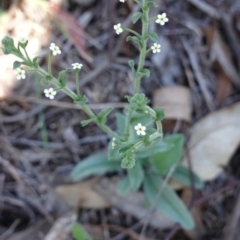 Hackelia suaveolens (Sweet Hounds Tongue) at Federal Golf Course - 24 Dec 2018 by JackyF