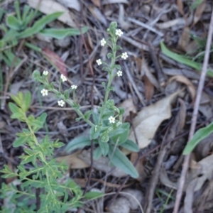 Hackelia suaveolens at Hughes, ACT - 24 Dec 2018