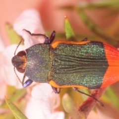 Castiarina kerremansi (A jewel beetle) at Paddys River, ACT - 27 Dec 2018 by Harrisi