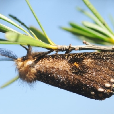 Epicoma contristis (Yellow-spotted Epicoma Moth) at Bruce, ACT - 26 Dec 2018 by Harrisi