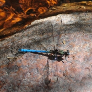 Diphlebia lestoides at Paddys River, ACT - 27 Dec 2018