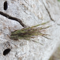 Bothriochloa macra (Red Grass, Red-leg Grass) at Tuggeranong DC, ACT - 26 Dec 2018 by michaelb