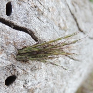 Bothriochloa macra at Tuggeranong DC, ACT - 26 Dec 2018