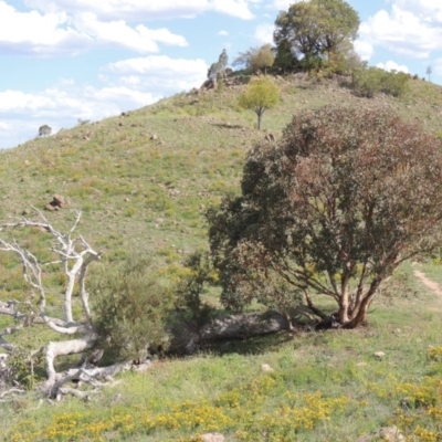 Eucalyptus polyanthemos (Red Box) at Urambi Hills - 26 Dec 2018 by michaelb