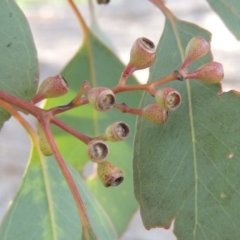 Eucalyptus polyanthemos at Urambi Hills - 26 Dec 2018