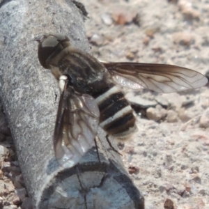 Villa sp. (genus) at Urambi Hills watering point 1 - 26 Dec 2018 04:42 PM