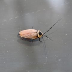 Ellipsidion australe (Austral Ellipsidion cockroach) at Hackett, ACT - 12 Dec 2018 by petersan