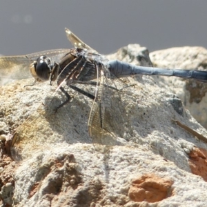 Orthetrum caledonicum at Jerrabomberra, NSW - 28 Dec 2018 07:24 AM