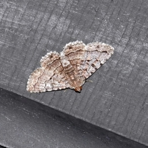 Diatenes gerula at Fyshwick, ACT - 27 Dec 2018