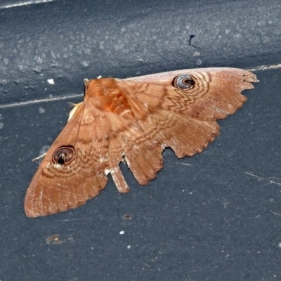 Dasypodia selenophora (Southern old lady moth) at Fyshwick, ACT - 27 Dec 2018 by RodDeb