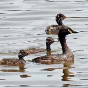 Tachybaptus novaehollandiae at Fyshwick, ACT - 27 Dec 2018