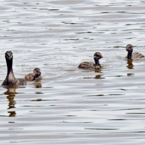 Tachybaptus novaehollandiae at Fyshwick, ACT - 27 Dec 2018