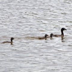 Tachybaptus novaehollandiae at Fyshwick, ACT - 27 Dec 2018