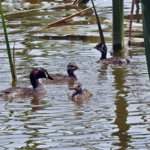 Tachybaptus novaehollandiae at Fyshwick, ACT - 27 Dec 2018