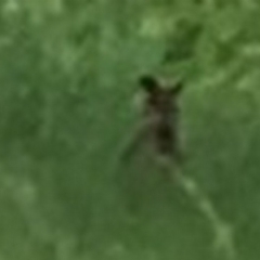 Wallabia bicolor (Swamp Wallaby) at Melba, ACT - 21 Nov 2018 by dhkmapr