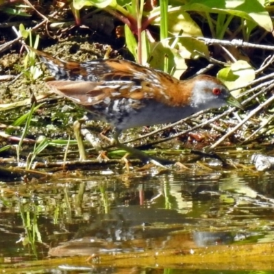 Zapornia pusilla (Baillon's Crake) at Fyshwick, ACT - 26 Dec 2018 by RodDeb