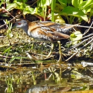 Zapornia pusilla at Fyshwick, ACT - 27 Dec 2018