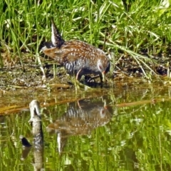 Porzana fluminea (Australian Spotted Crake) at Fyshwick, ACT - 27 Dec 2018 by RodDeb