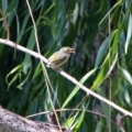 Zosterops lateralis at Fyshwick, ACT - 26 Dec 2018