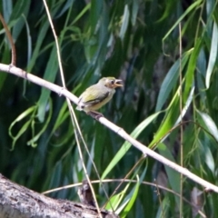 Zosterops lateralis (Silvereye) at Fyshwick, ACT - 27 Dec 2018 by RodDeb