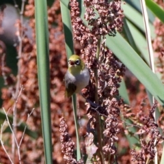 Zosterops lateralis at Fyshwick, ACT - 27 Dec 2018 10:41 AM