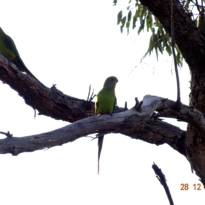 Polytelis swainsonii at Red Hill, ACT - 28 Dec 2018