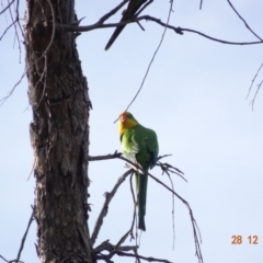 Polytelis swainsonii at Red Hill, ACT - 28 Dec 2018