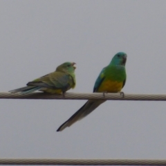 Psephotus haematonotus (Red-rumped Parrot) at Fyshwick, ACT - 27 Nov 2018 by Christine