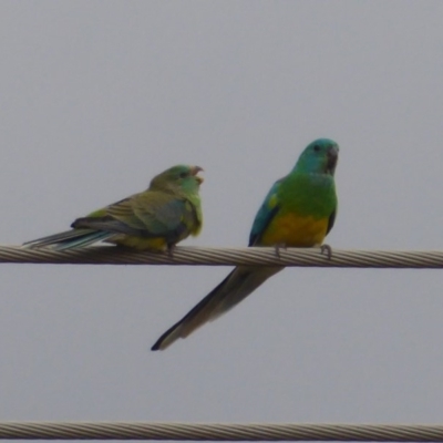 Psephotus haematonotus (Red-rumped Parrot) at Fyshwick, ACT - 27 Nov 2018 by Christine