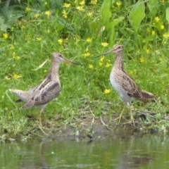 Gallinago hardwickii (Latham's Snipe) at Jerrabomberra Wetlands - 27 Nov 2018 by Christine