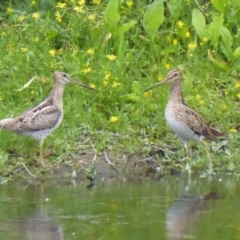 Gallinago hardwickii at Fyshwick, ACT - 27 Nov 2018